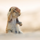 Illustration for article titled These Are the Winners of the 2015 Comedy Wildlife Awards